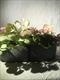 Ceramics for Botanics