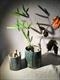 Ceramics for Botanics